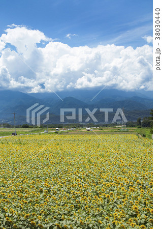 明野ひまわり畑 38030440