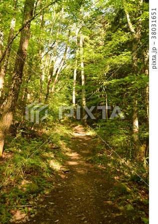 さわやかな新緑 38031651