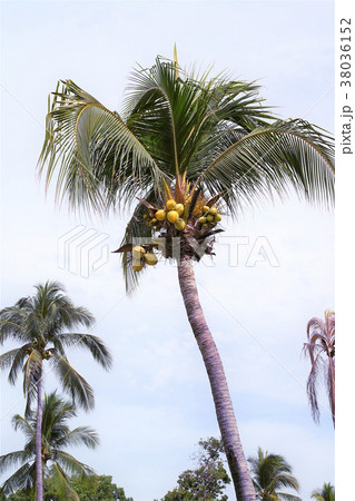 椰子の実 38036152