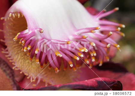 キャノンボールツリー 38036572