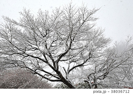 雪の華 雪と枝模様 白い木 雪化粧 雪の里山 白い里山 雪の日 雪の木立 の写真素材 38036712 Pixta