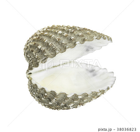 Scallop shall isolated on white Scallop shall isolated on white 38036823