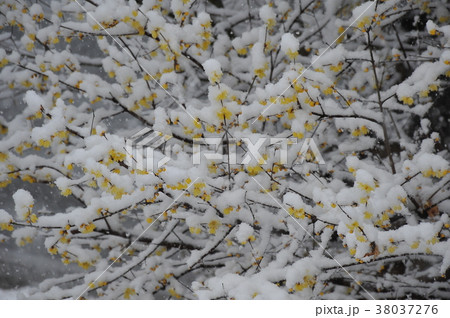 雪とロウバイ　ロウバイ雪景色　雪積む蠟梅　蠟梅　春まだ遠し　 38037276