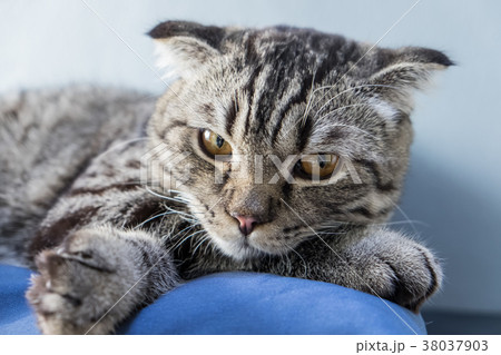 Portrait of grey cat cute relaxing Portrait of grey cat cute relaxing 38037903