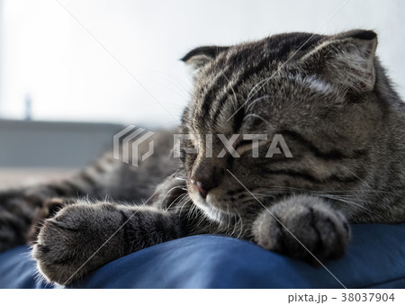 Portrait of grey cat cute relaxing Portrait of grey cat cute relaxing 38037904