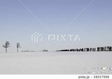 メルヘンの丘から見る雪の絨毯とカラマツ メルヘンの丘から見る雪の絨毯とカラマツ 38037998