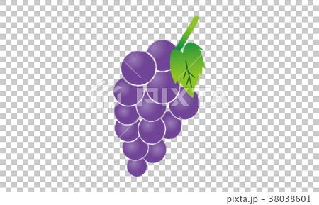 Grape illustration Grape illustration 38038601