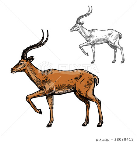 African Gazelle Or Indian Antelope Animal Sketchのイラスト素材