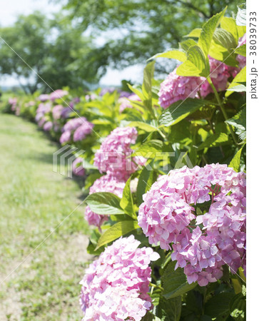 春野あじさい街道 38039733