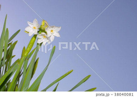 白い房咲水仙と早春の青空 38040081