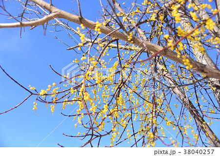 穂咲宿木の黄色い小さな実の写真素材