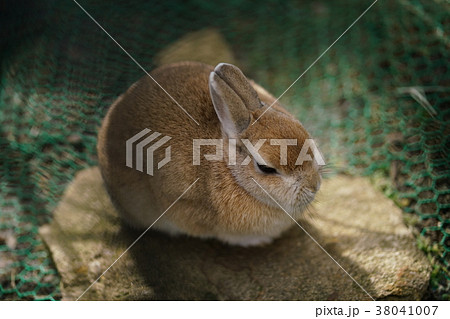 うさぎ、ウサギ、兎、兔、卯(Rabbit) うさぎ、ウサギ、兎、兔、卯(Rabbit) 38041007