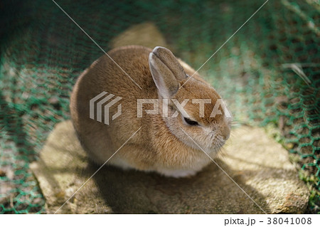 うさぎ、ウサギ、兎、兔、卯（Rabbit） 38041008