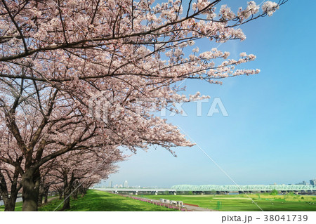 桜と青空と並木道 桜と青空と並木道 38041739