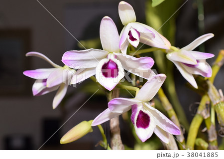 ピンクのデンドロ 38041885