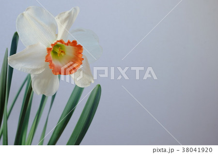 水仙　ピンクチャーム 38041920