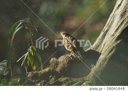 トラツグミ トラツグミ 38041948