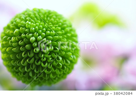 菊 ポンポン菊 菊 ポンポン菊 38042084