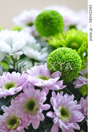 菊　ポンポン菊　スプレー菊　 38042085