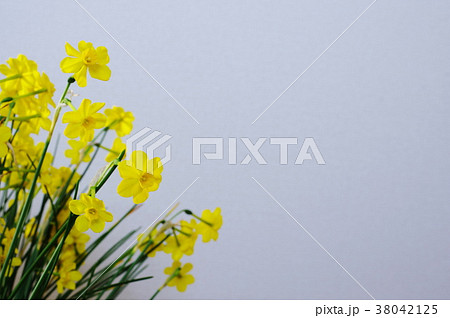 水仙　ジョンキル 38042125