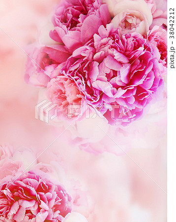 背景 花 ピンクのイラスト素材 38042212 Pixta