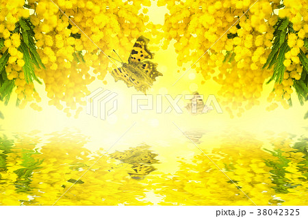 Mimosa flower with butterfly with water reflection Mimosa flower with butterfly with water reflection 38042325