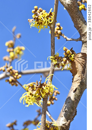 マンサク（満作） 38042602