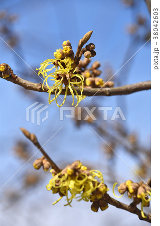 マンサク（満作） 38042603