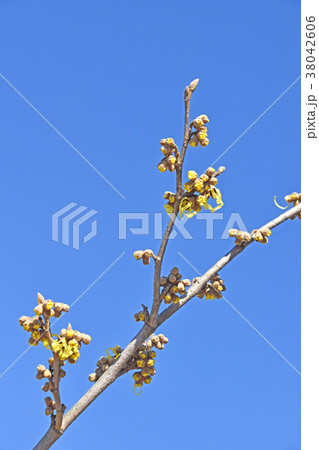 マンサク（満作） 38042606