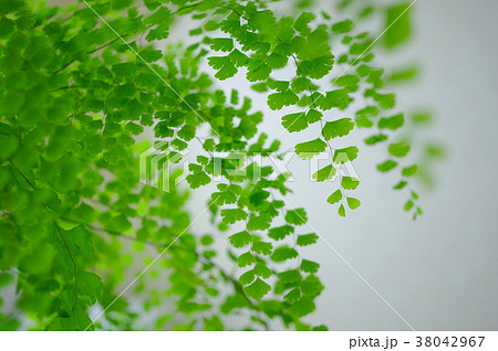 アジアンタム アジアンタム 38042967