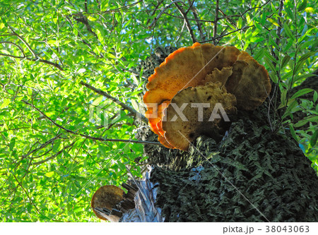 Tinder fungus 38043063