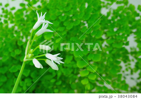 ツルバキア フラグランスとアジアンタム 38043084