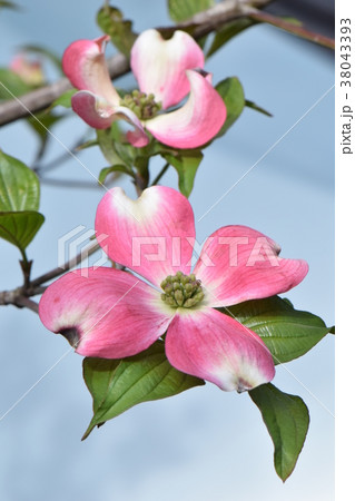 ハナミズキ 38043393