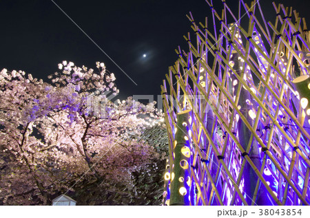 舞鶴公園 福岡城跡から見る竹灯籠と夜桜の写真素材