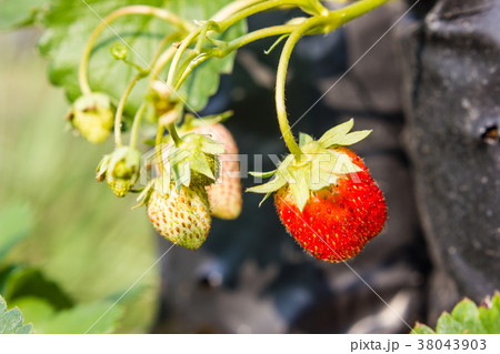 close-up of the strawberry in the garden 38043903