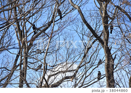 カラス 38044860