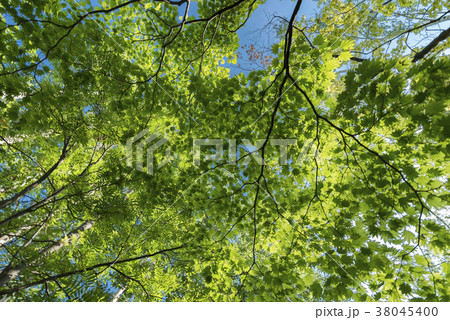新緑で気持ちの良い森の中 新緑で気持ちの良い森の中 38045400