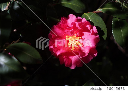 山茶花 38045678