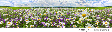 spring landscape panorama with flowers on meadow spring landscape panorama with flowers on meadow 38045693