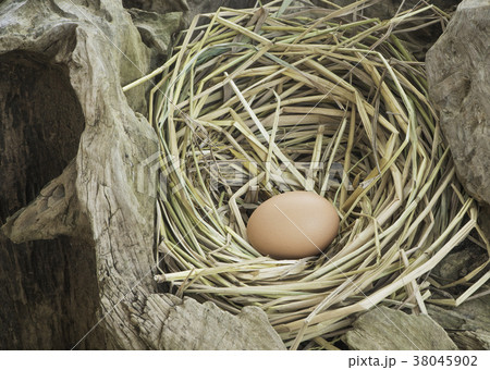 Chicken Egg , eggs in the nest 38045902