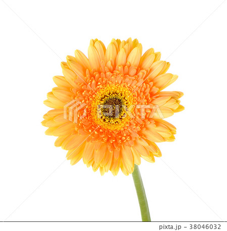Orange gerbera daisy flower isolated Orange gerbera daisy flower isolated 38046032