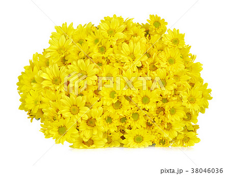 Yellow gerbera daisy flower isolated Yellow gerbera daisy flower isolated 38046036