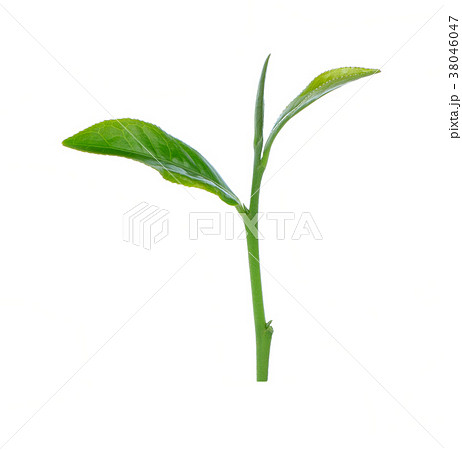 Green tea leaf isolated on white background 38046047