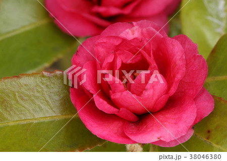 サザンカ 38046380