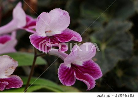 ストレプトカーバス 38046382