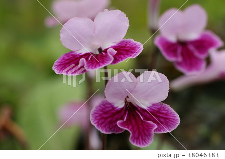 ストレプトカーパス ストレプトカーパス 38046383