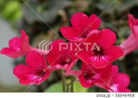 ストレプトカーパス ストレプトカーパス 38046468