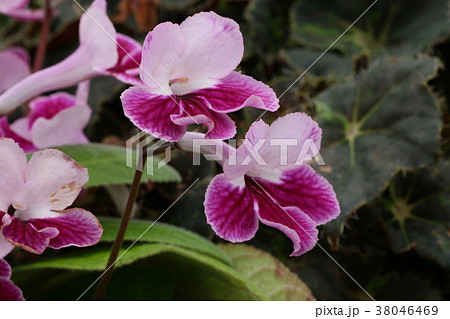 ストレプトカーパス 38046469