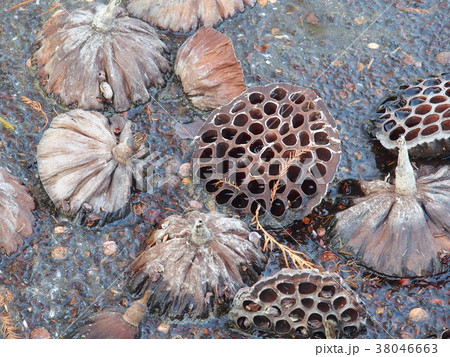 凍るハスの実 38046663