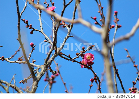 寒紅梅 38047014